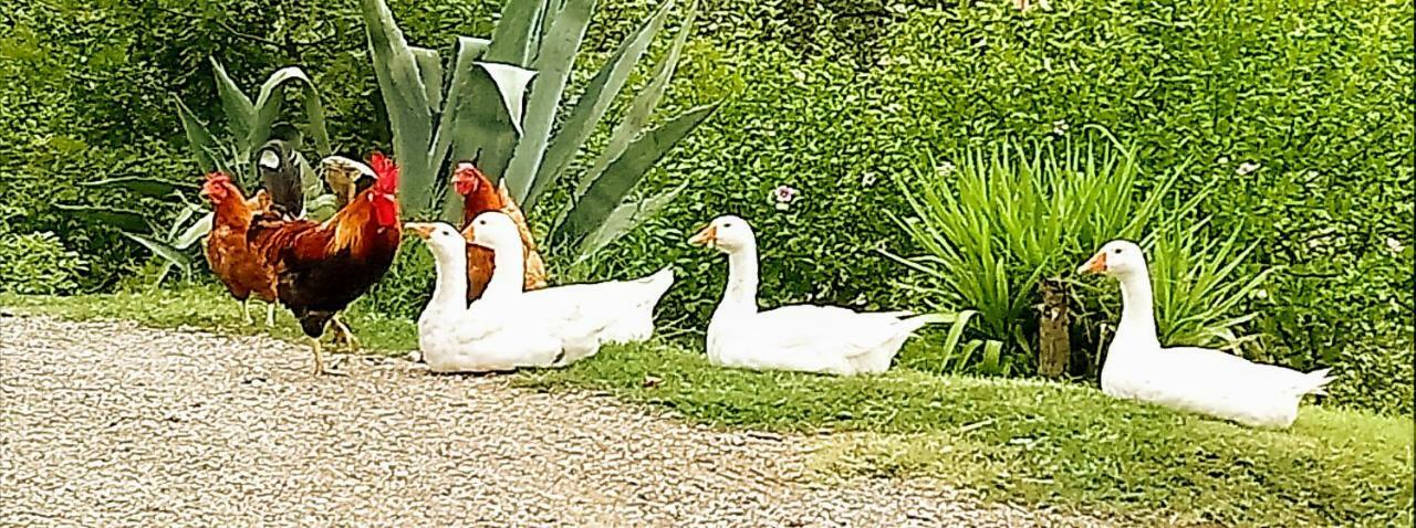 Farm stay Casa Rossa *